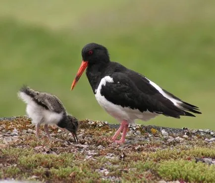 Oystercatcher fotó, madár leírása