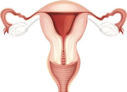 Krónikus endometritis és terhességet tervez