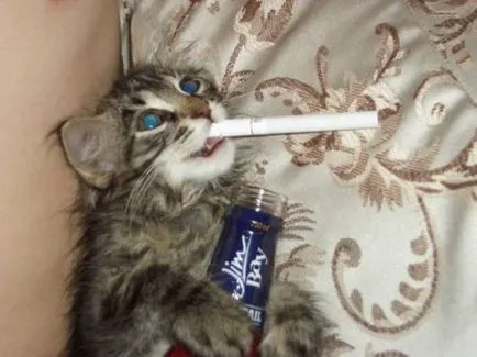 Fumători Pisici - poze haioase si umor