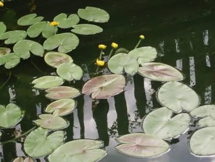 îngrijire Waterlily, cultivare, udare, plantare la domiciliu