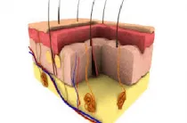 Face кърлеж Demodex как да се отнасяме, първите 03 болести директория на заболяване при хората