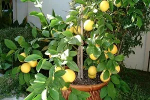 Meyer citrom alapjait otthoni gondozást