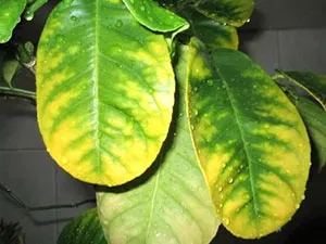 Meyer citrom - hogyan nőnek beltéri citrom ház, milyen a növény, és a törődést, videó