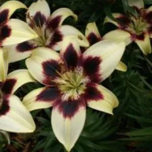 Lily, care nu se teme de înghețurile siberiene ~ cumpărare, de plantare și îngrijire de plante