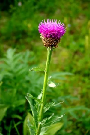 Leuzea грижи, култивиране, поливане, засаждане