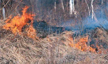 incendii forestiere, știință și viață