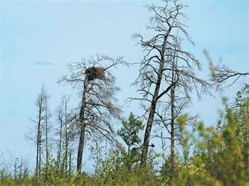 incendii forestiere, știință și viață