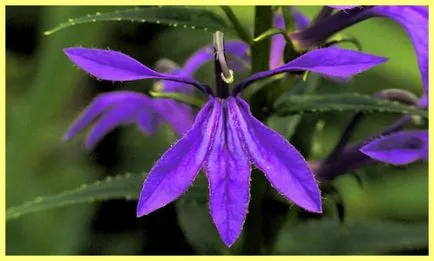 Lobelia hang-Downing termesztése és gondozása a fotó - a tulajdonos kert