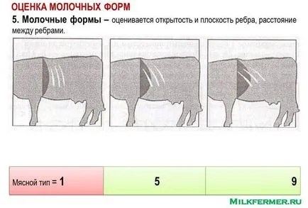 Linear описание крави екстериор