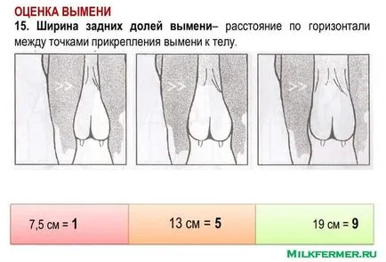 Linear описание крави екстериор