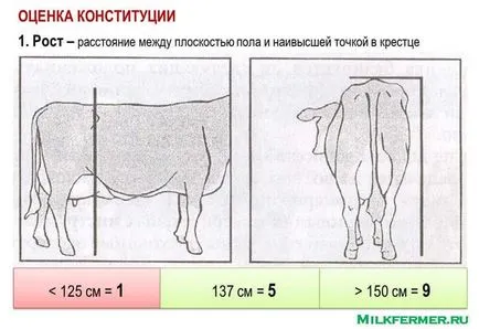 Linear описание крави екстериор