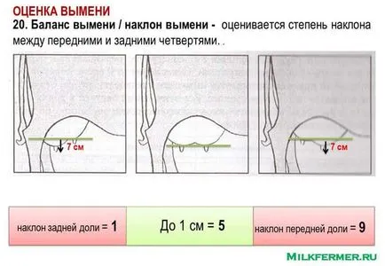 Linear описание крави екстериор