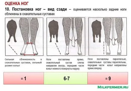 Linear описание крави екстериор