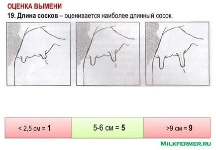 Linear описание крави екстериор