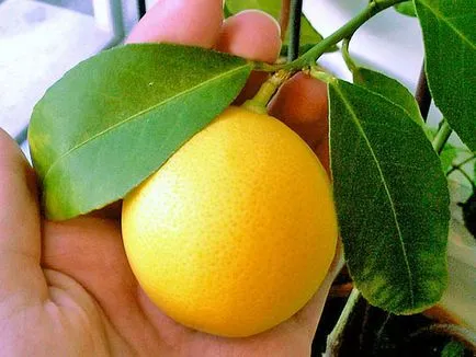 Meyer citrom - hogyan nőnek beltéri citrom ház, milyen a növény, és a törődést, videó