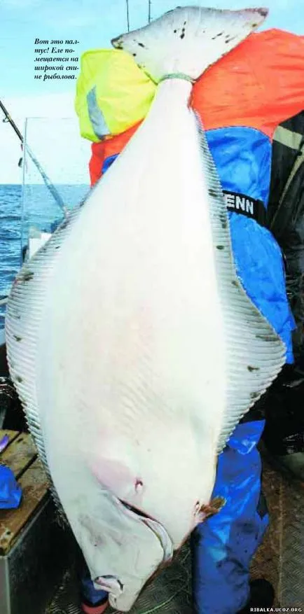 Halibut - cikk a halászat - a halak