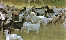 Maremmano-Abruzzi Shepherd (câini ciobănești alb)