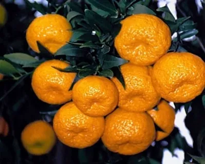 Mandarin olaj fogyás