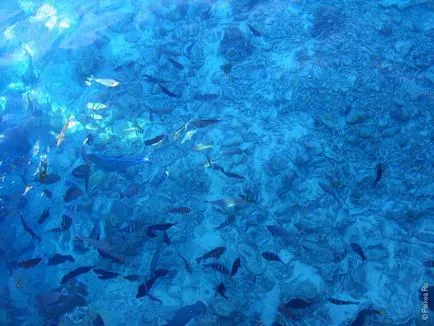 Малдиви - рифове и техните видове и корали растеж