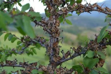 lăcuste marocane - Mica stăpâna casei Big