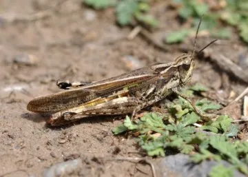 lăcuste marocane - Mica stăpâna casei Big