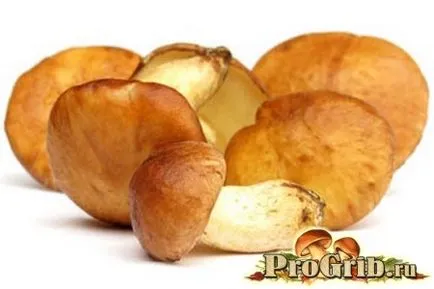 Boletus calorii ciuperci, beneficii și daune, proprietăți utile