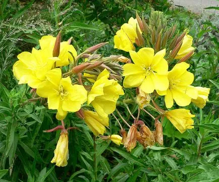 Ulei Evening Primrose pentru pielea matura