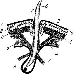 anatomie microscopica a râmă