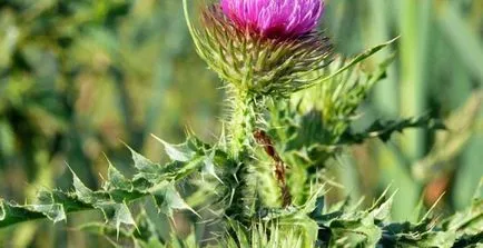 Tüskés bogáncs (bogáncs), Silybum marianum