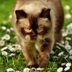 Felină boli ale tractului urinar inferior (iarba) - totul despre pisici și pisici cu dragoste