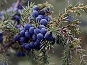 Juniper előnyei és hátrányai, hogyan kell használni ezt a terméket