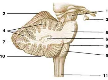 Cerebel - este