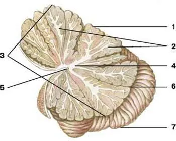 Cerebel - este