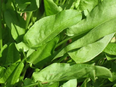 Pot Sorrel copii