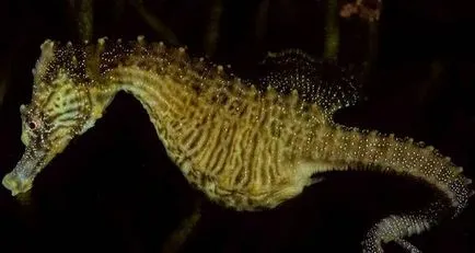 Seahorses egy akváriumban - különösen tartalommal - a nyulak