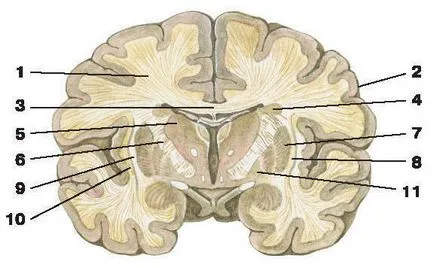 Cerebel - este