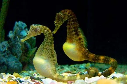 Seahorse - грижа и поддръжка на аквариума