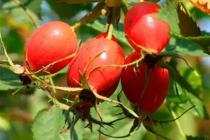 Szerzetesi tea vese (renális gyűjtése), hólyaghurut, vélemények róla