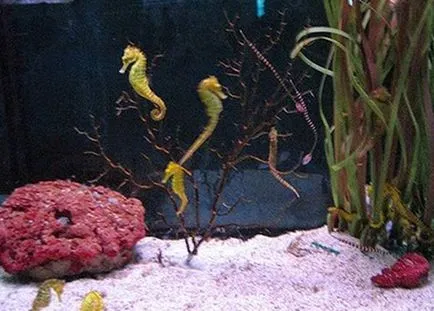 Seahorses într-un acvariu - în special de conținut - iepuri noastre