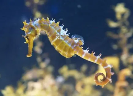 Seahorse - грижа и поддръжка на аквариума