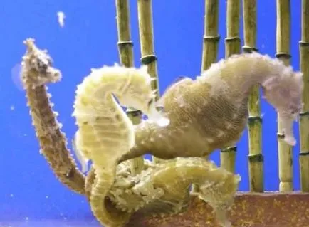 Seahorses egy akváriumban - különösen tartalommal - a nyulak