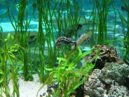 Seahorses egy akváriumban - különösen tartalommal - a nyulak