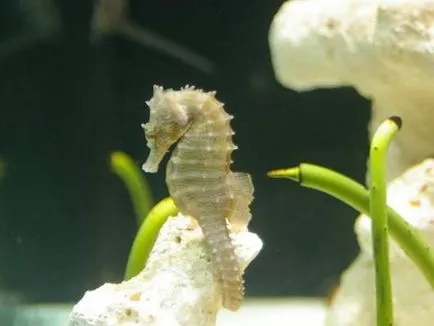 Seahorses egy akváriumban - különösen tartalommal - a nyulak