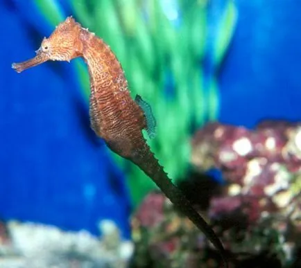 Seahorses într-un acvariu - în special de conținut - iepuri noastre