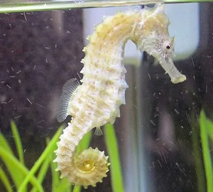 Seahorses într-un acvariu - în special de conținut - iepuri noastre