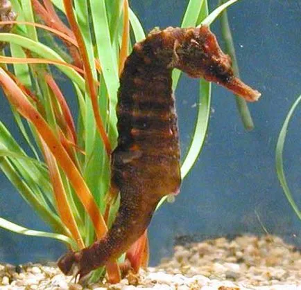 Seahorses egy akváriumban - különösen tartalommal - a nyulak