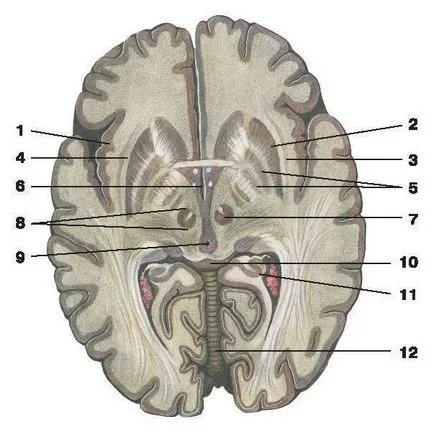 Cerebel - este