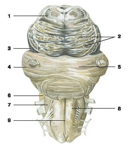 Cerebel - este