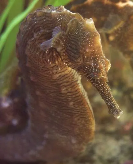 Seahorses egy akváriumban - különösen tartalommal - a nyulak