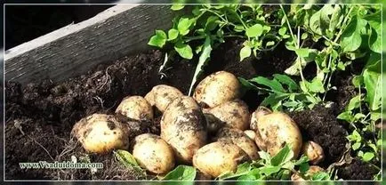 Вливането на ефективни микроорганизми за картофи за напояване, на мястото на градина, вила и стайни растения